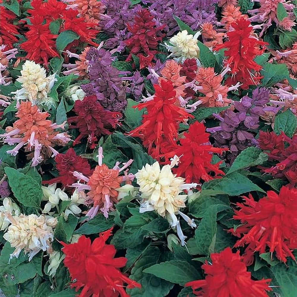 Salvia Splendens Sizzler Mix Seeds for Planting Urban Garden Flower Bed