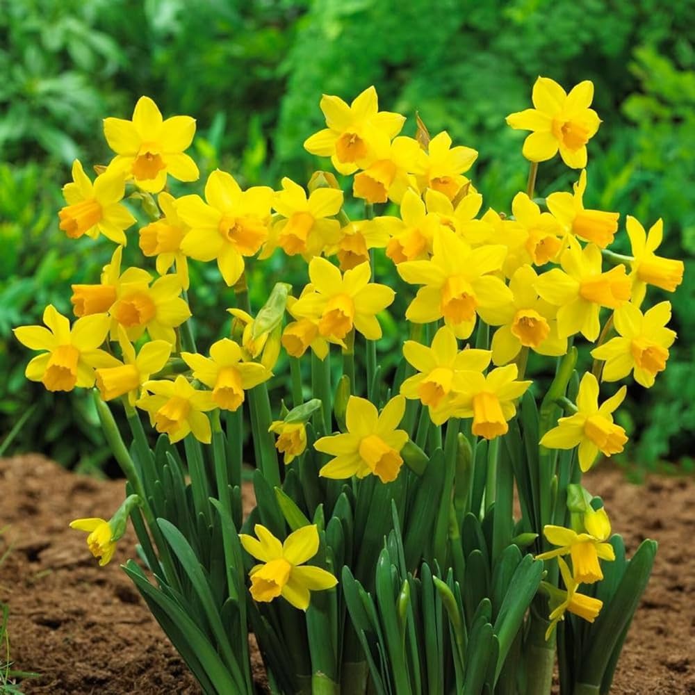 Light Yellow Narcissus Flower seeds for Planting - Perfect for Borders, Heirloom & GMO Free Seeds for Home Garden