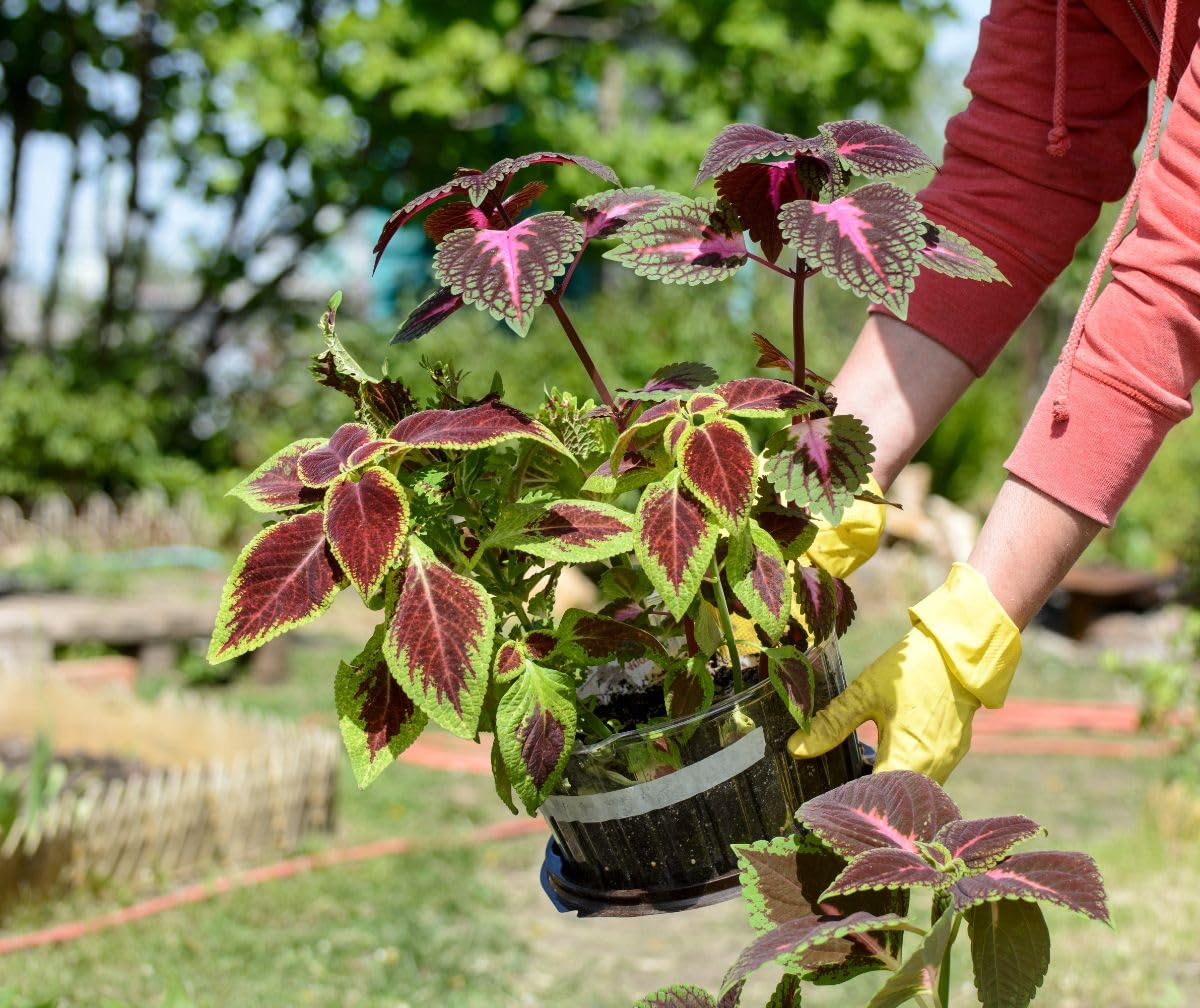 Coleus Plectranthus scutellarioides Seeds for Planting in Container Garden and Indoor Pots