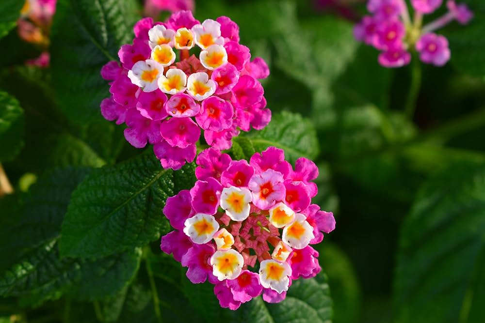 Lantana Camara Lantana spp. Seeds for Planting - Ideal for Flower Bed & Urban Garden