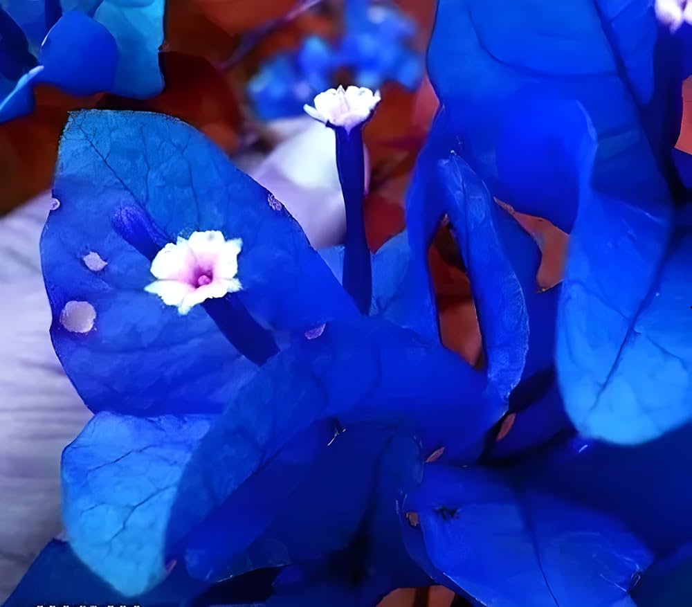Blue Bougainvillea Bougainvillea spp. Seeds for Planting - Great for Flower Bed & Vertical Garden