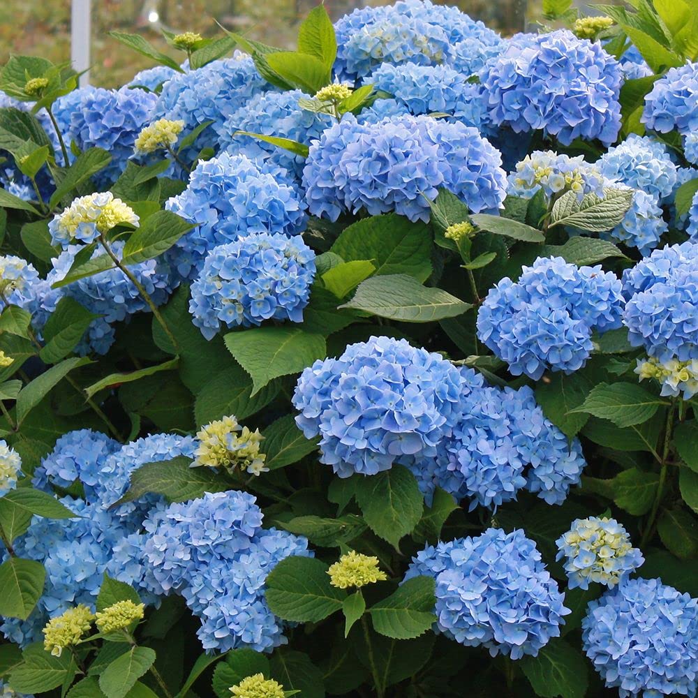 Blue Hydrangea Flower seeds for Planting - Fragrant Blossoms, Heirloom & GMO Free Seeds for Home Garden