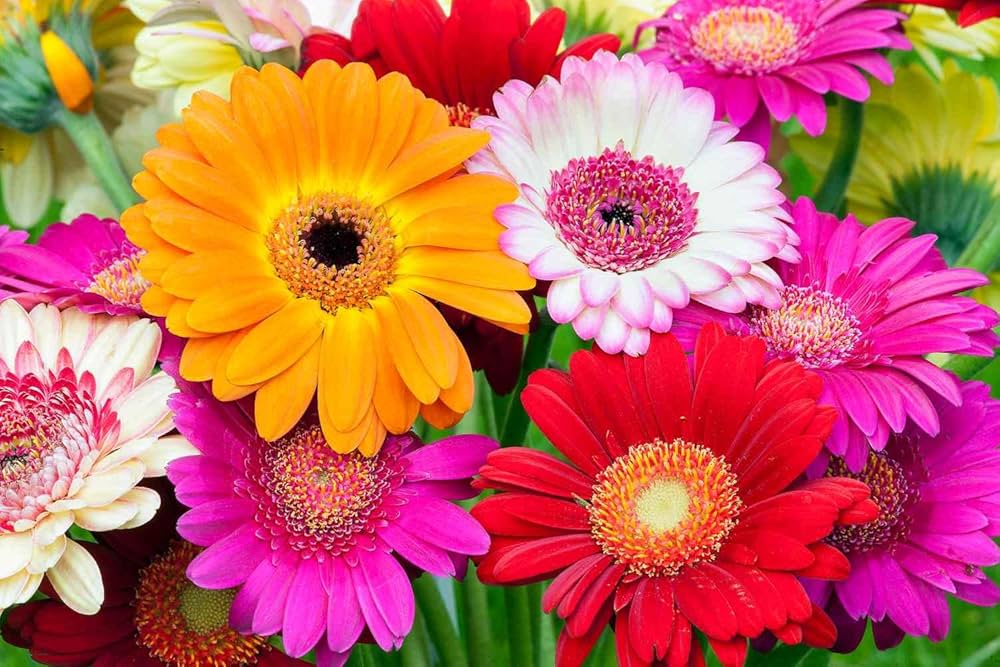 Gerbera Jamesonii Mixed Daisy Flower Seeds