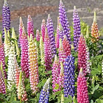 Lupin Pixie Flower seeds for Planting Fragrant Blossoms Heirloom & GMO Free Seeds for Home Garden
Sale for planting in home garden