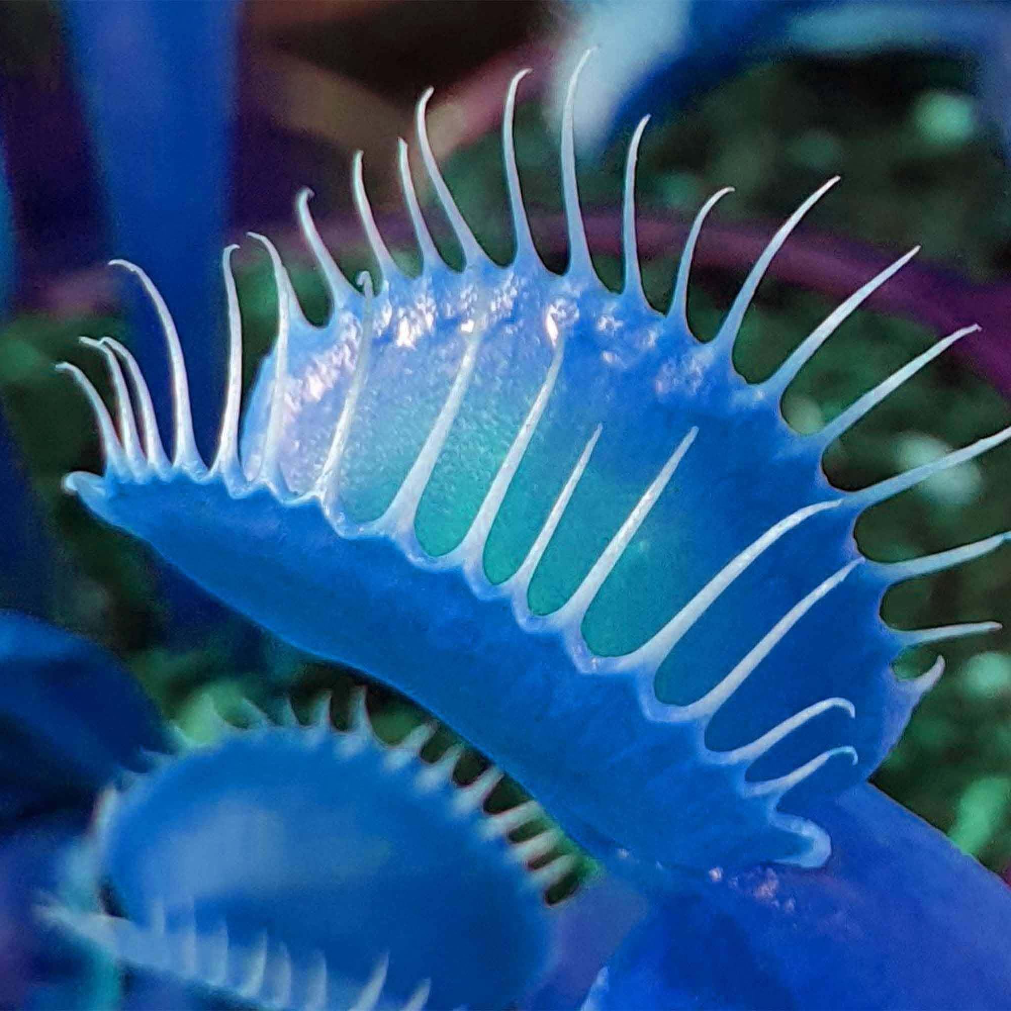 Blue Venus Fly Trap Flower seeds for Planting Sun Loving Heirloom & GMO Free Seeds for Home Garden