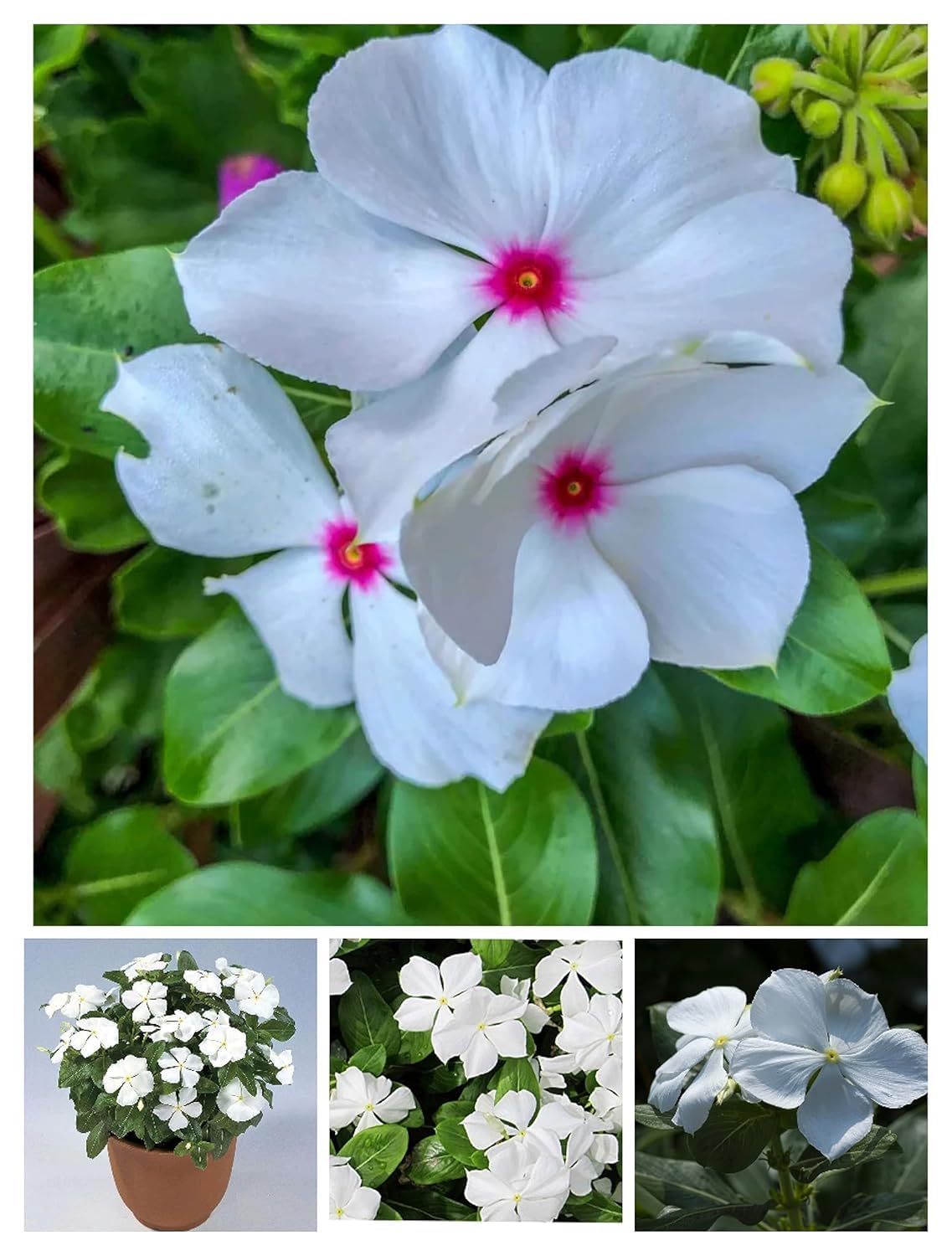 White Vinca Rosea Flower Seeds for Planting Seed for Pure and Elegant Blooms