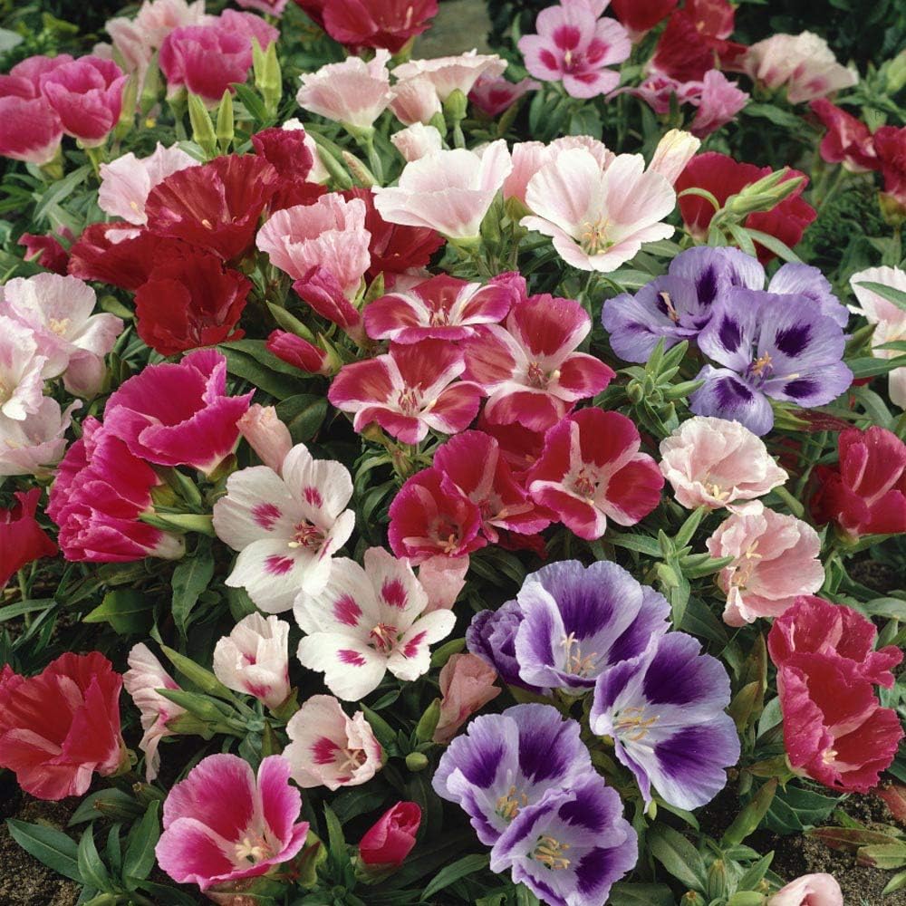 Multicolor Azalea Flower seeds blooming in flower beds, containers, borders, and pollinator-friendly gardens