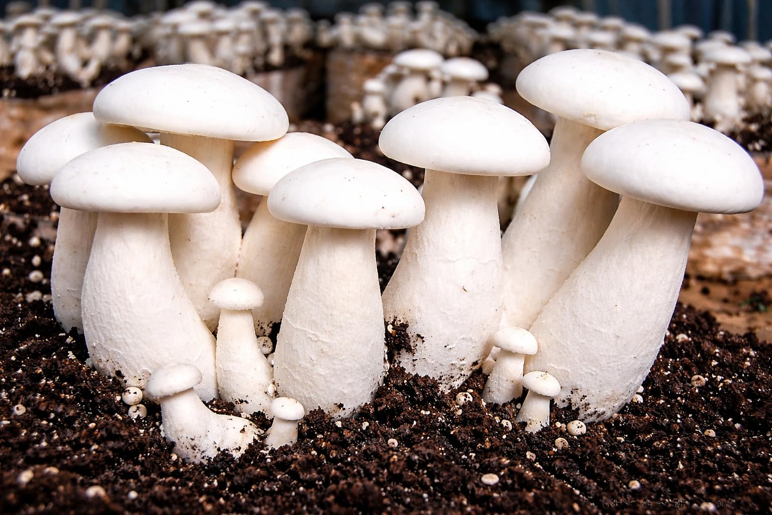 White Mushroom Vegetable Seeds for Easy Planting