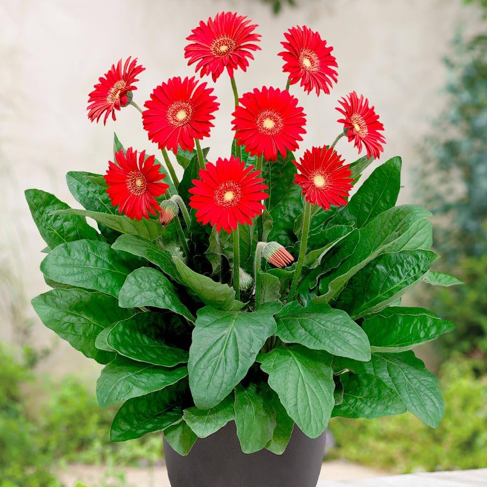 Gerbera Daisy Seeds for Planting Gerbera jamesonii for flower beds and indoor planters