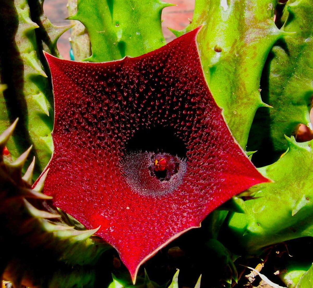 Huernia Keniensis Flower seeds blooming in flower beds, containers, borders, and pollinator-friendly gardens