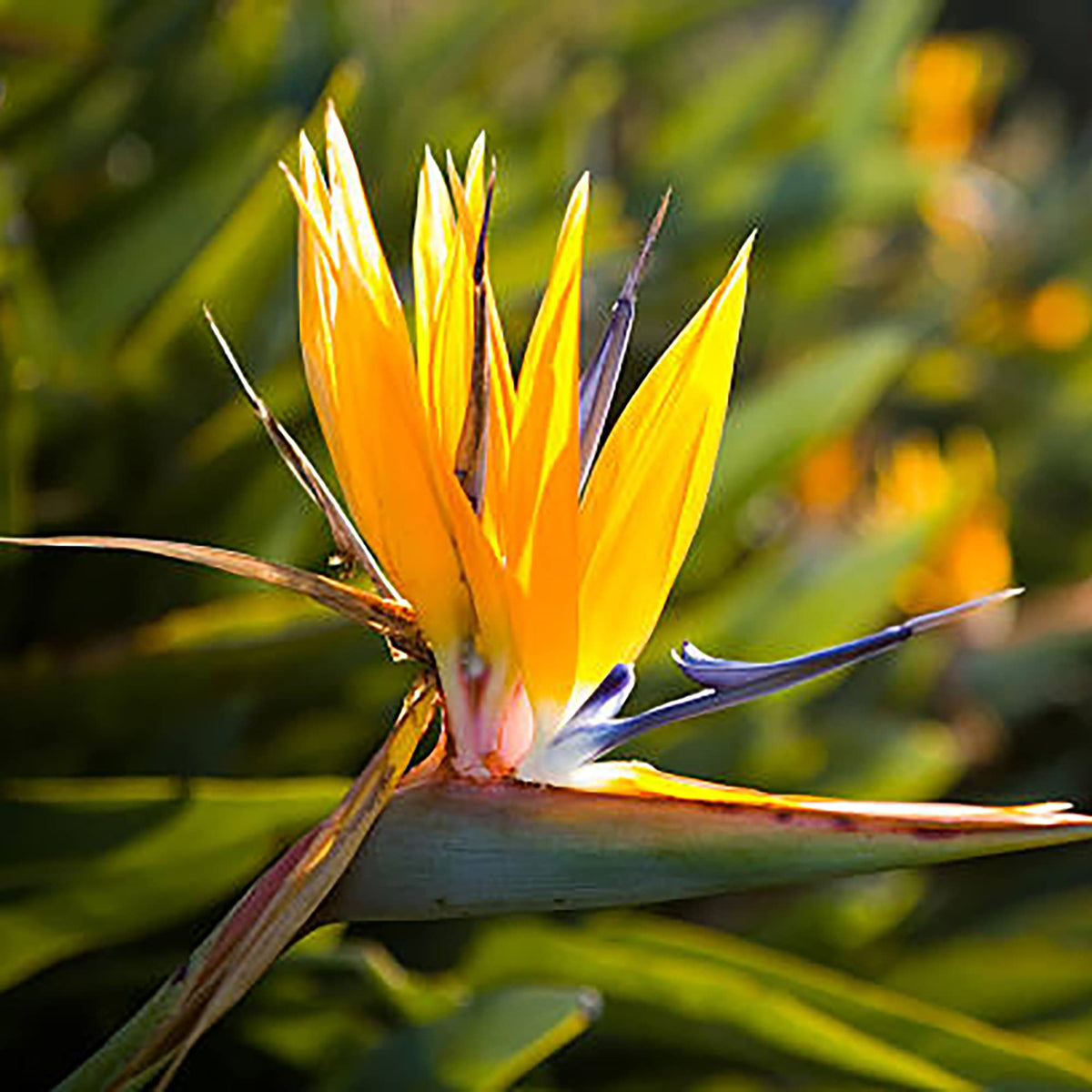 Yellow (Yellow Strelitzia) seeds for planting in home garden