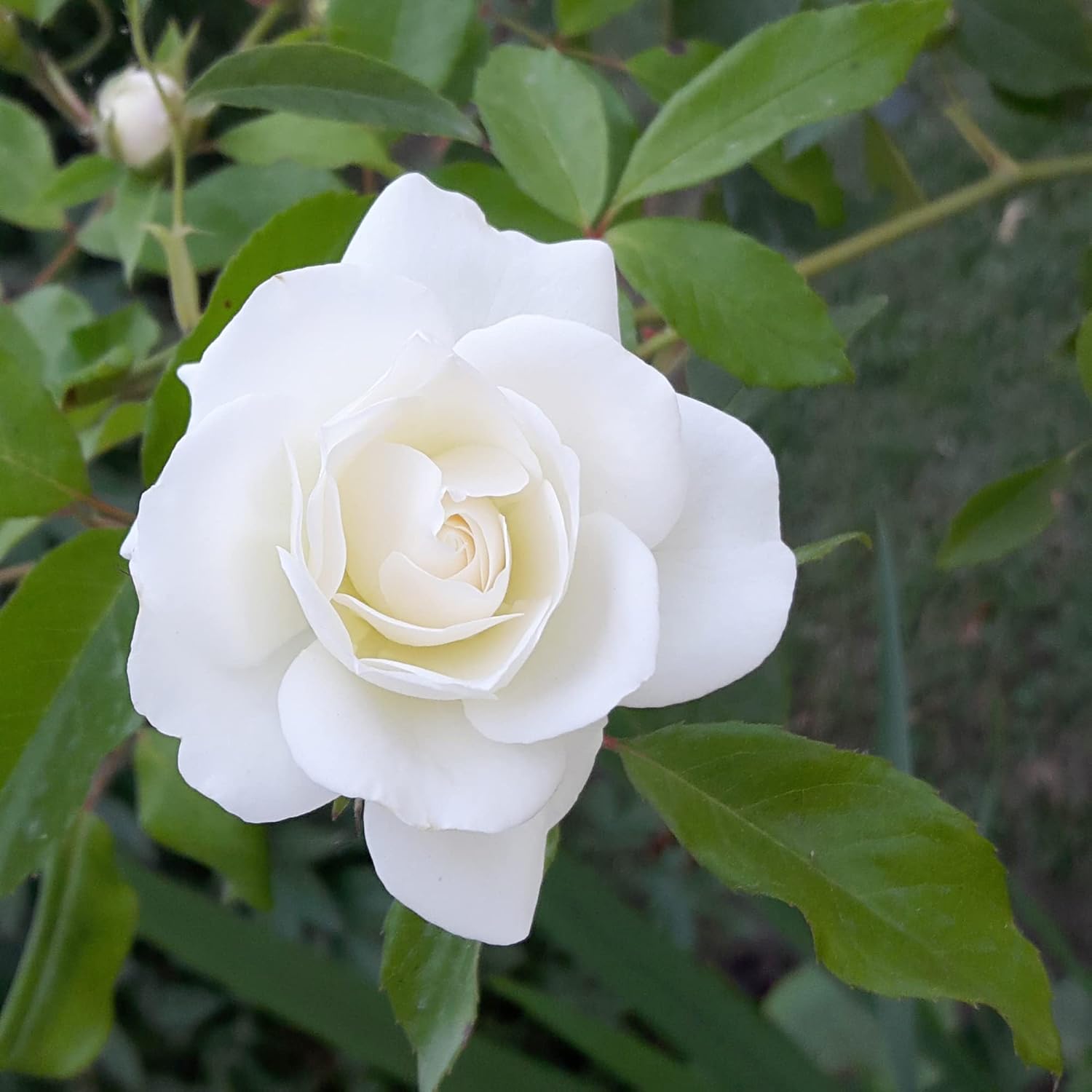 White Rose Seeds Perennial Attracts Bees Butterflies & Hummingbirds Fragrant Patio Potted Garden