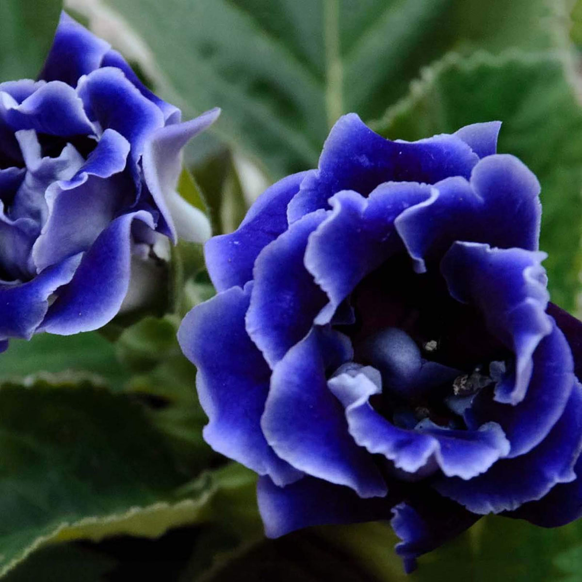 Dark Blue Gloxinia Flower seeds for Planting - Bright Blooms, Heirloom & GMO Free Seeds for Home Garden
Sale seeds for planting in home garden