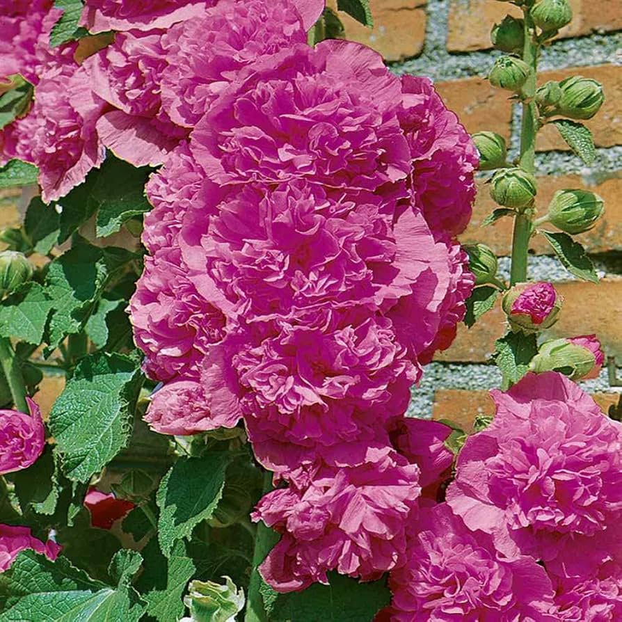 Hollyhock Chater Bright Pink Seeds for Planting Cottage Garden Pathways