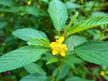 Corchorus Flower seeds for Planting - Seasonal Bloomer, Heirloom & GMO Free Seeds for Home Garden