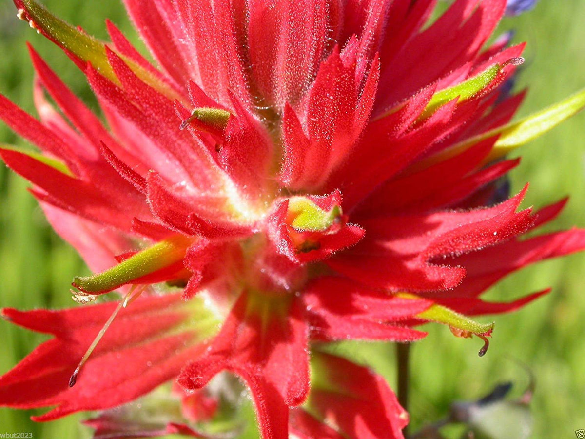 Red Castilleja Flower seeds for Planting - Shade Tolerant, Heirloom & GMO Free Seeds for Home Garden
Sale seeds for planting in home garden