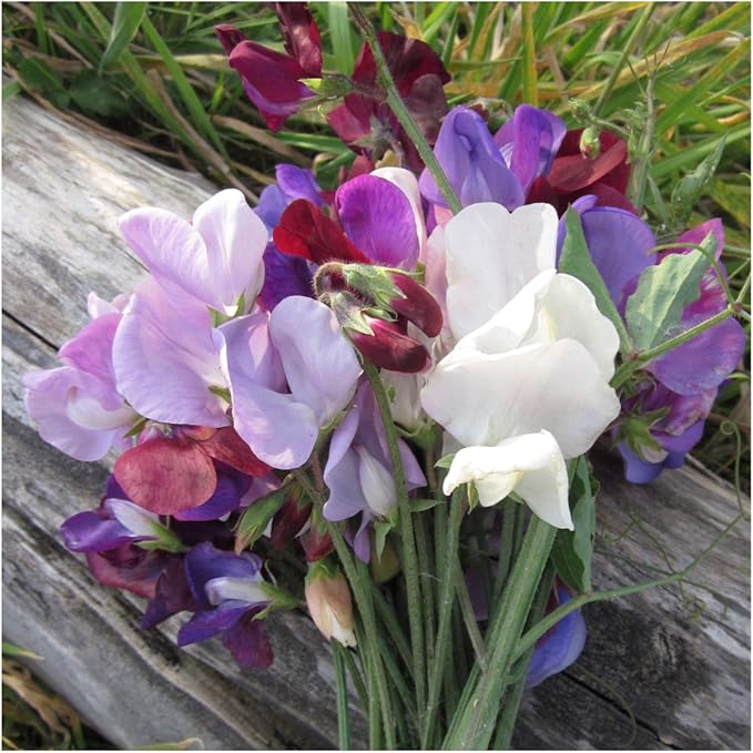 Lathyrus Sweet Pea Fragrant Mix Seed for Plantings for Planting for Aromatic, Colorful Flowers Heirloom Non-GMO Seeds