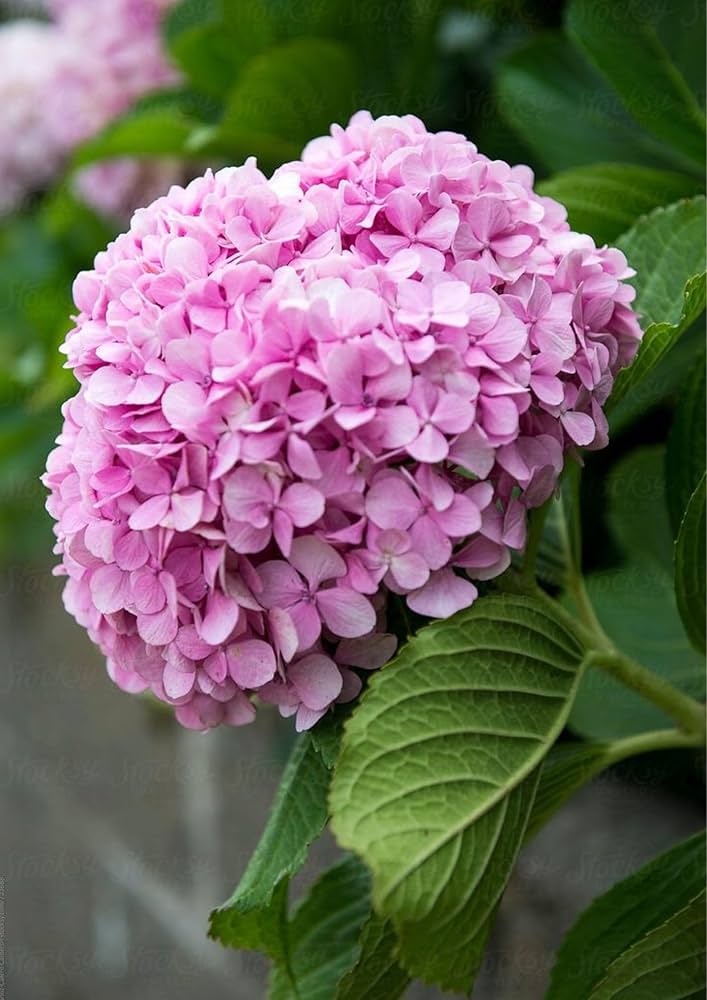Hydrangea Macrophylla Mixed Flower Seeds