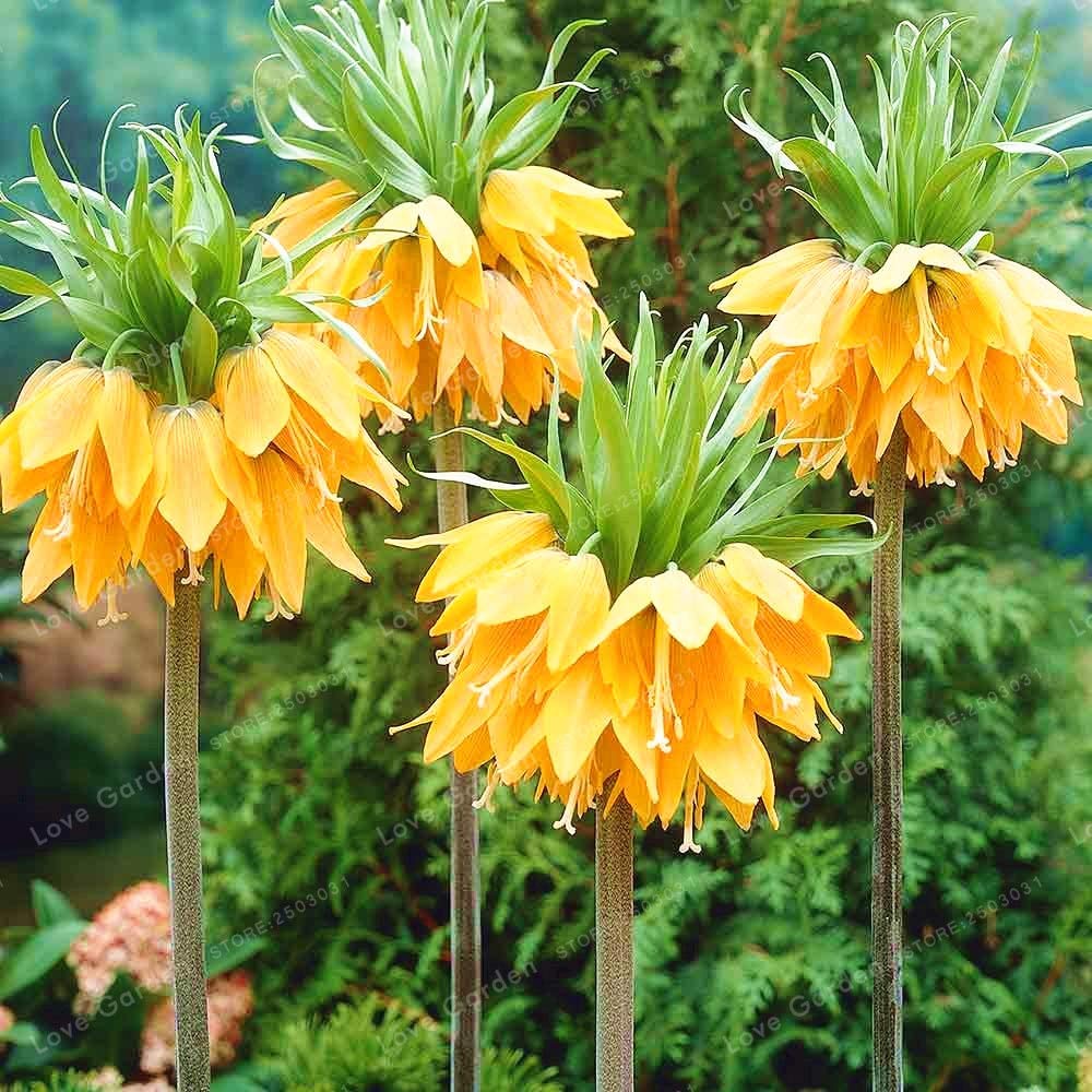 Yellow Imperial Wang Fritillaria Flower Seeds for Planting Cut Flower Favorite Heirloom & GMO Free Seeds for Home Garden
Sale