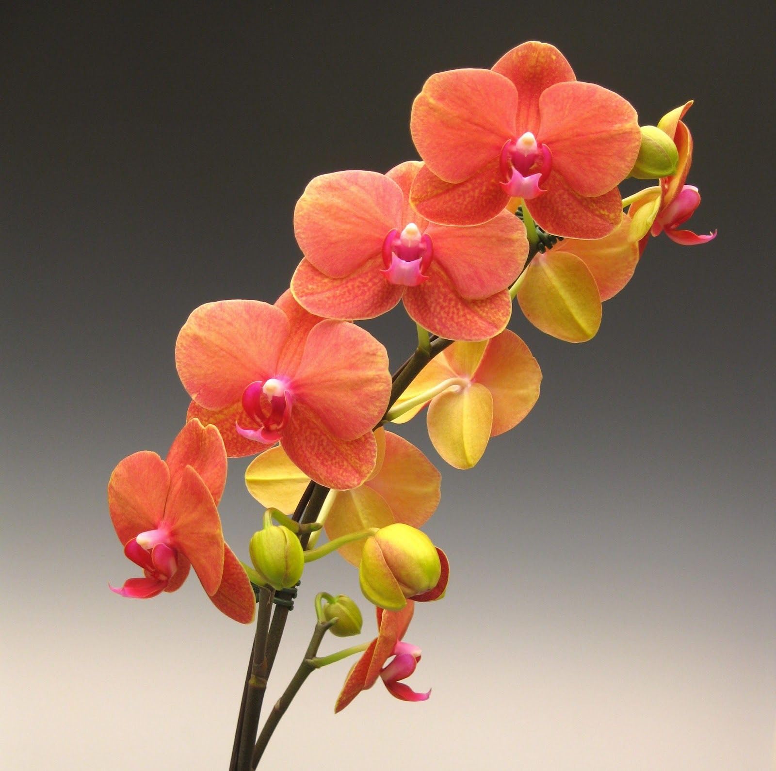 Peach Phalaenopsis Orchid Flower seeds for Planting - Perfect for Borders, Heirloom & GMO Free Seeds for Home Garden