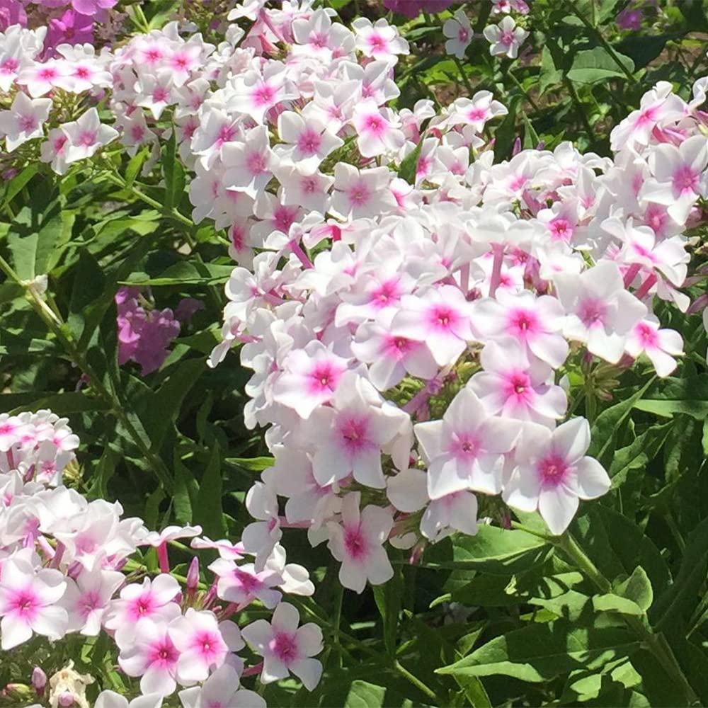 White Pink Nora Leigh Flower Planting Seeds for Elegant Blooms in Your Garden