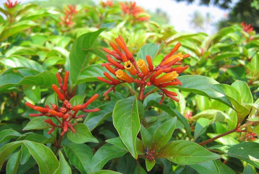 Hamelia Patens Firebush Exotic Orange Flowers Seeds