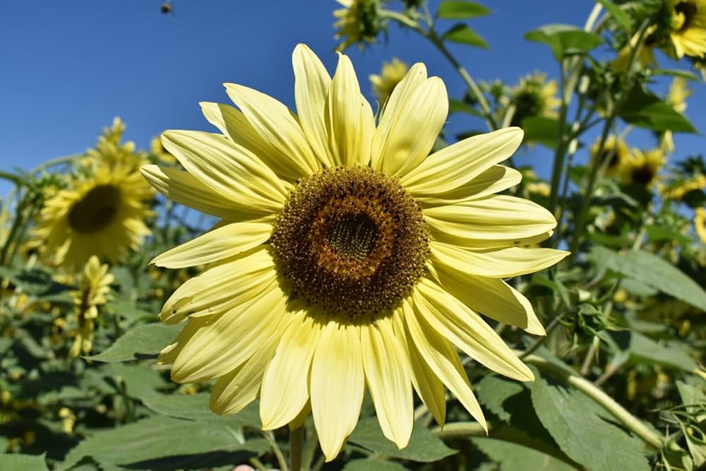 Yellow Lemon SunFlower seeds for Planting - Easy to Grow, Heirloom & GMO Free Seeds for Home Garden