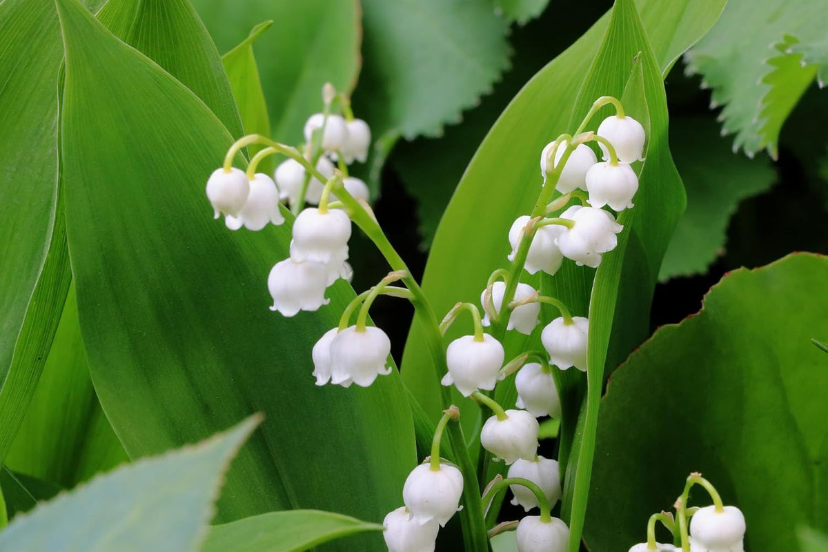 Lily of the Valley Flower seeds for Planting - Seasonal Bloomer, Heirloom & GMO Free Seeds for Home Garden
Sale seeds for home garden