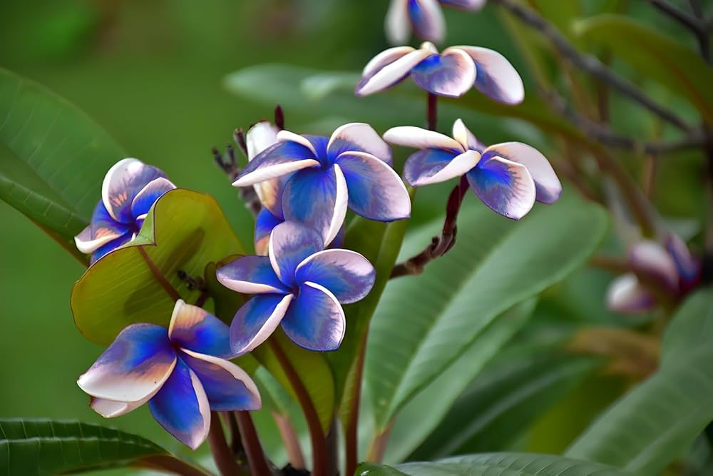 Blue Yellow Frangipani Flower seeds for Planting - Seasonal Bloomer, Heirloom & GMO Free Seeds for Home Garden