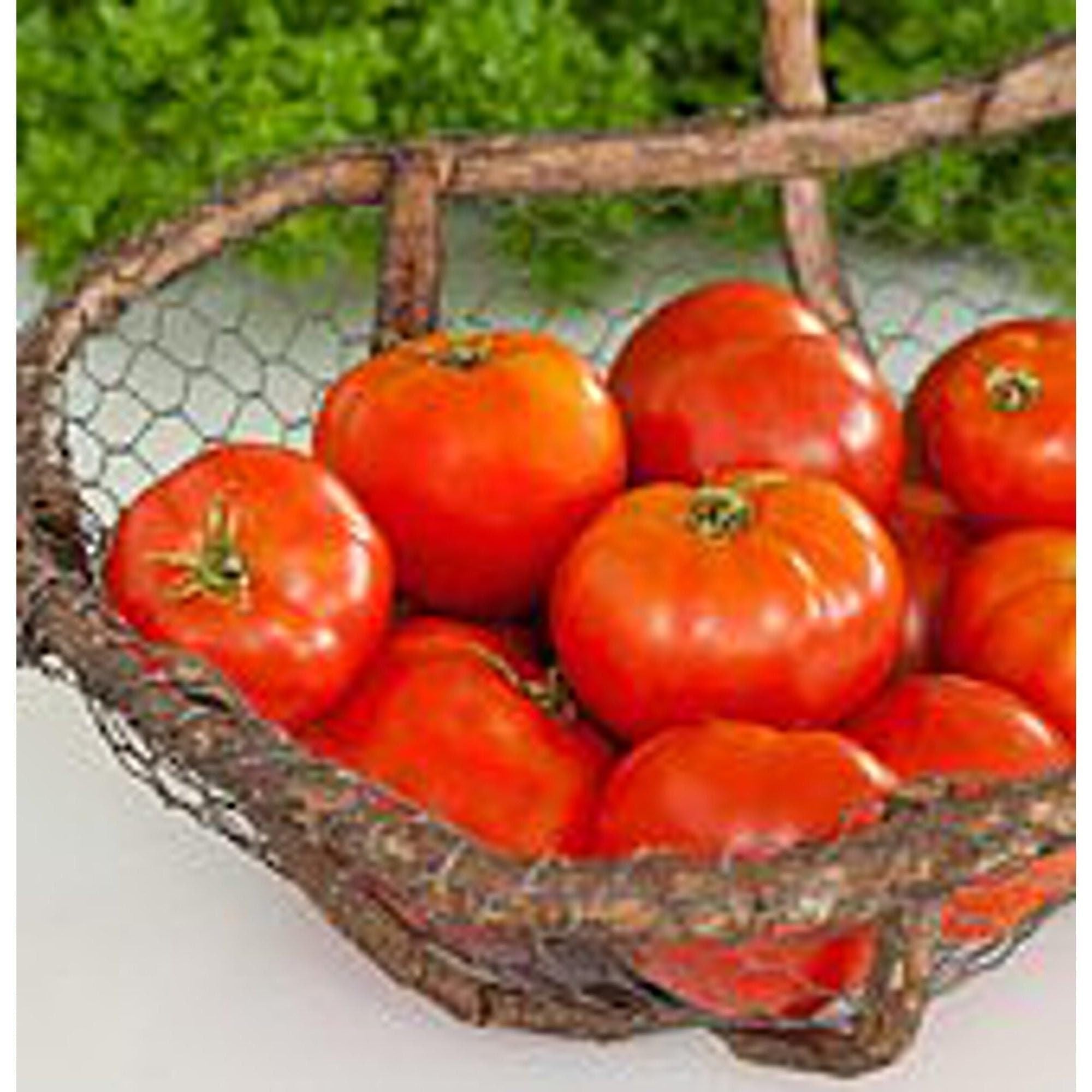 Evergrowseeds Mountain Pride Tomato flower seeds for planting in vegetable patches, showing vibrant tomato seed packet.