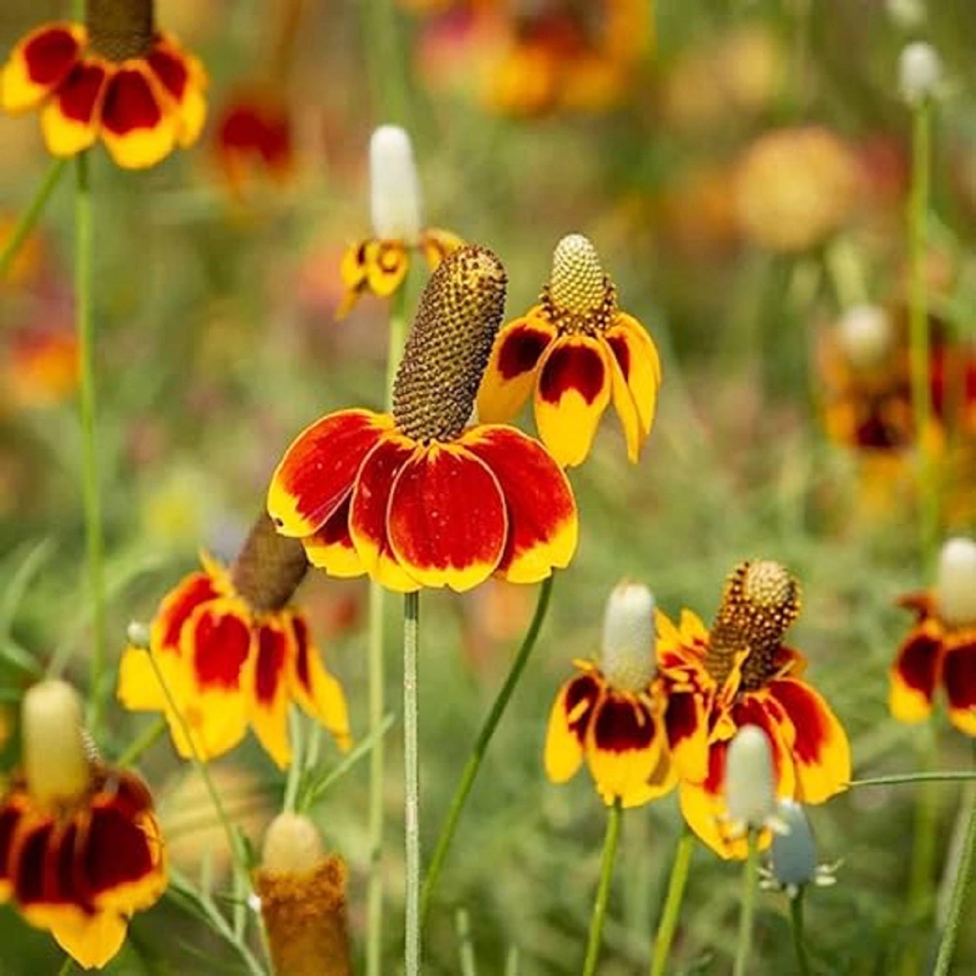 Prairie Flower seeds for Planting Low Maintenance Heirloom & GMO Free Seeds for Home Garden