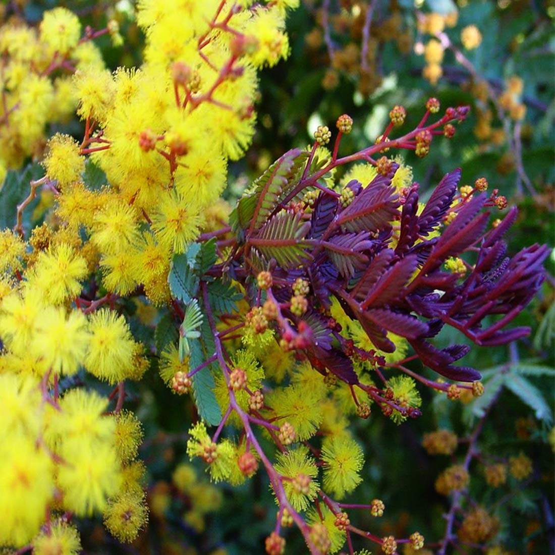 Acacia Yellow Perennial Flower Seeds blooming in flower beds, containers, borders, and pollinator-friendly gardens