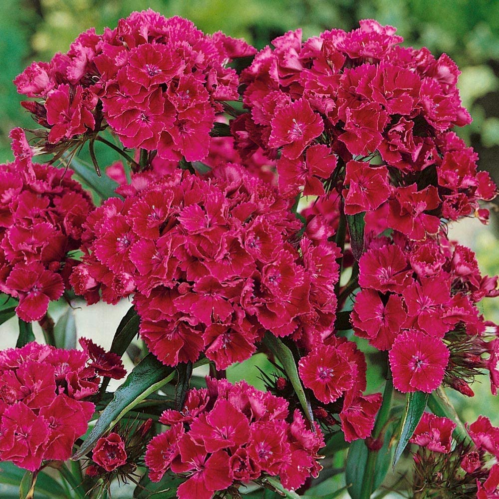 Maroon William Dianthus Seeds for Planting - Heirloom, Non-GMO Flower Seeds for Home Garden