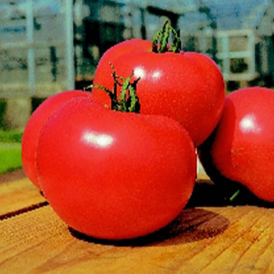 Momotaro Tomato Solanum lycopersicum Seeds for Planting in Vegetable Patch