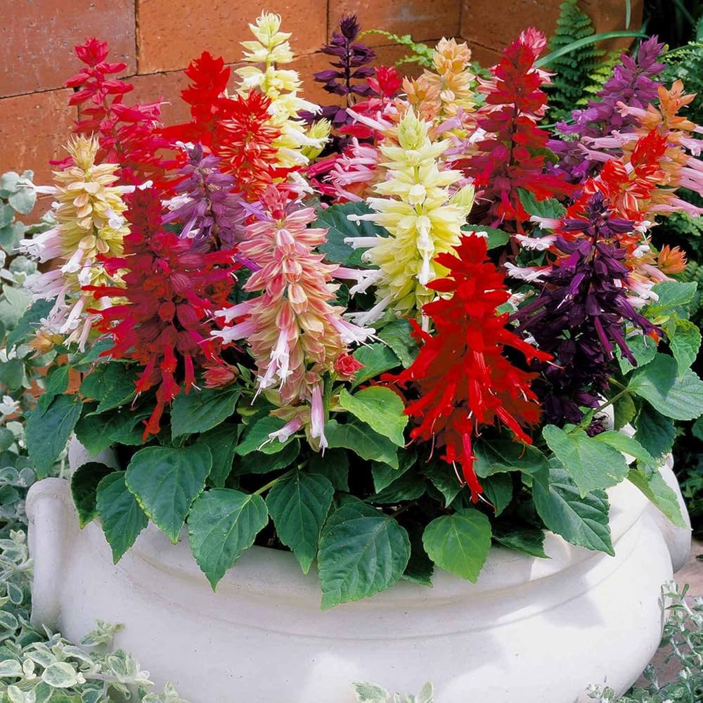 Rose Queen Salvia Seeds – Elegant Perennial with Soft Rosy Blooms