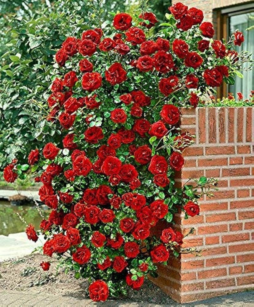 Red Climbing Flower Seeds for Planting - Vibrant Blooms for Your Garden