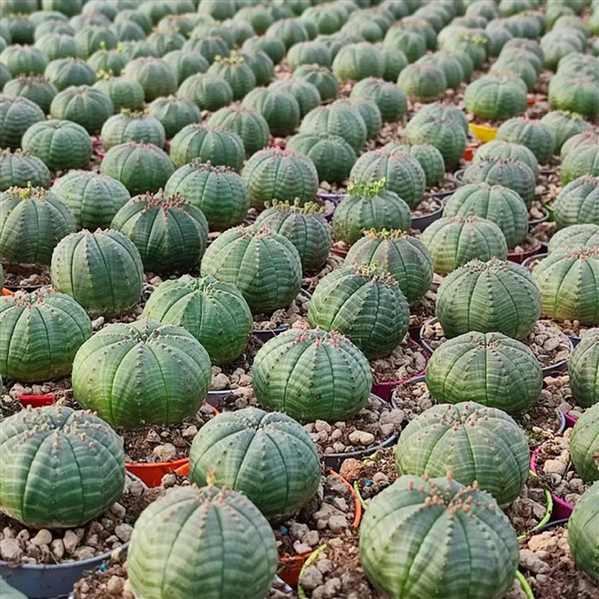Heirloom Euphorbia Obesa Flower seeds for Planting Wildflower Mix Heirloom & GMO Free Seeds for Home Garden
Sale for planting in home garden