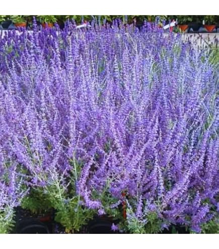 Russian Sage Flower seeds for Planting - Seasonal Bloomer, Heirloom & GMO Free Seeds for Home Garden
Sale seeds for home garden