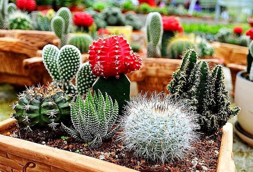 Flowering Cactus Seeds for Planting Cactaceae Mixed flower bed rock garden