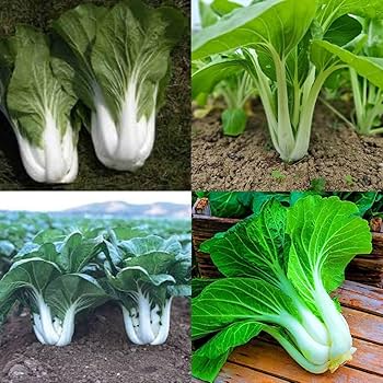 Blizzard Green White Choi Vegetable Seeds for Planting