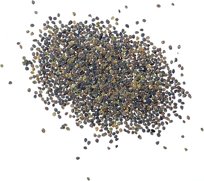 Rockcress Aubrieta deltoidea Flowers Seeds for Planting in Rock Garden
