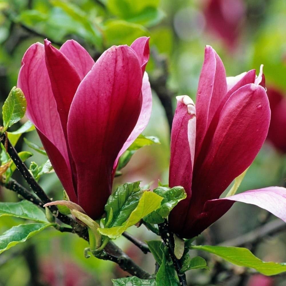 Magnolia campbellii Stunning Pink Flower Tree Seeds (Zone 7+)
