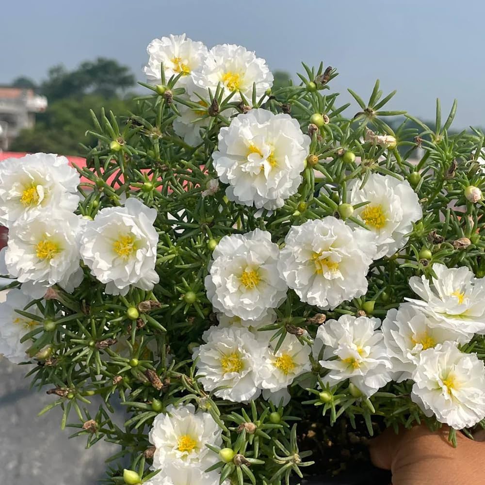White Portulaca Flower seeds for Planting - Hardy Variety, Heirloom & GMO Free Seeds for Home Garden
Sale for planting in home garden.