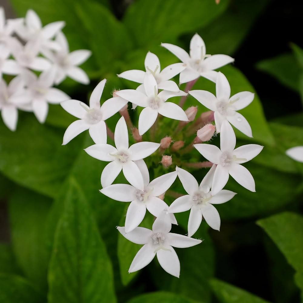 White Pentas Starla Flower seeds for Planting - Wildflower Mix, Heirloom & GMO Free Seeds for Home Garden