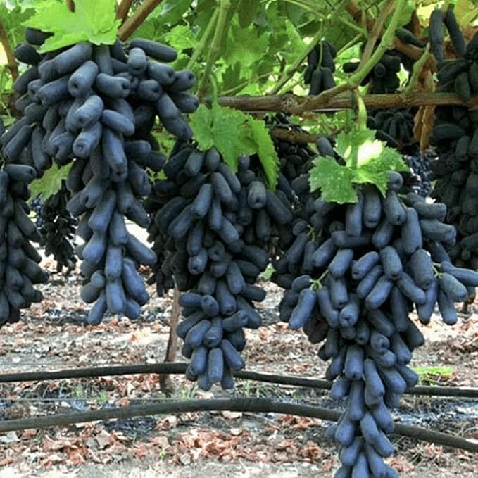Finger Grape Vitis vinifera Seeds for Planting in Garden & Vegetable Patch