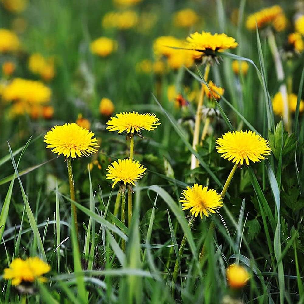 Dandelion Taraxacum officinale Leaves Asparagus Seeds for Planting in Vegetable Patch and Garden