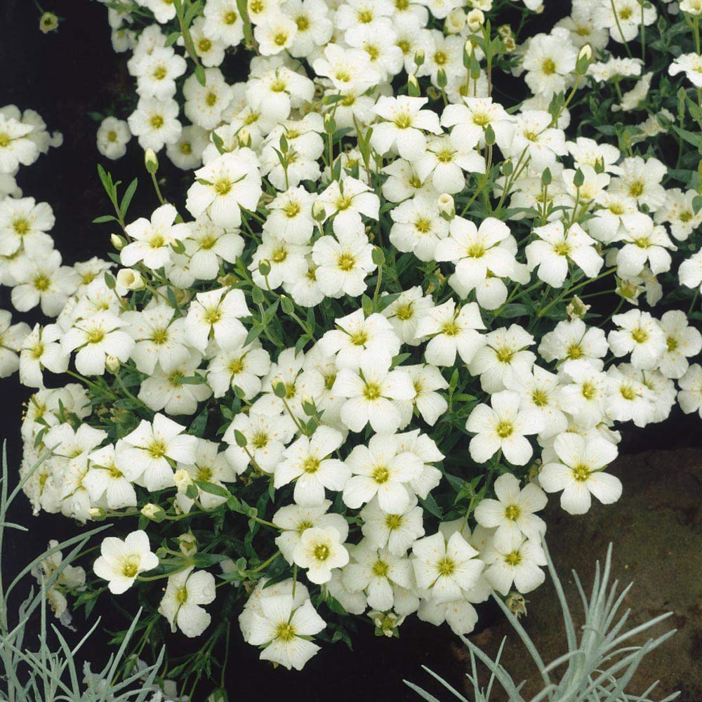 Arenaria Montana Seeds for Planting Rock Garden Ground Cover Borders