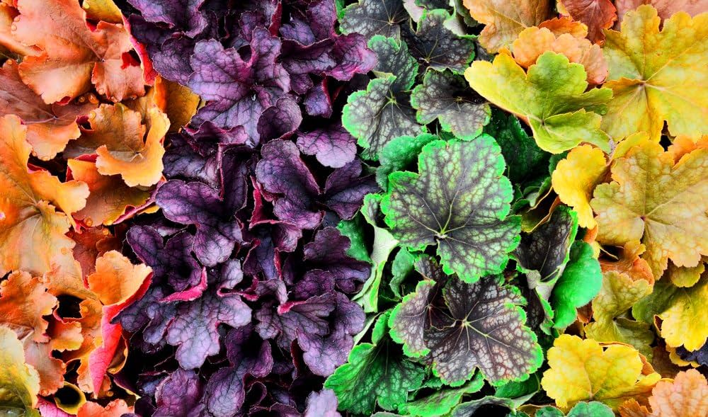 Evergrowseeds Heuchera mixed flower seed packets for garden planting, showing colorful seed packets on a white background.