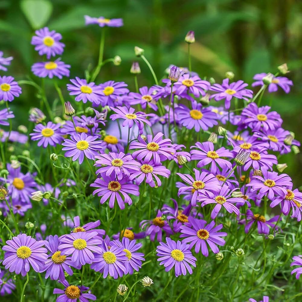 Purple Flower Pot Flower seeds for Planting - Premium Quality, Heirloom & GMO Free Seeds for Home Garden