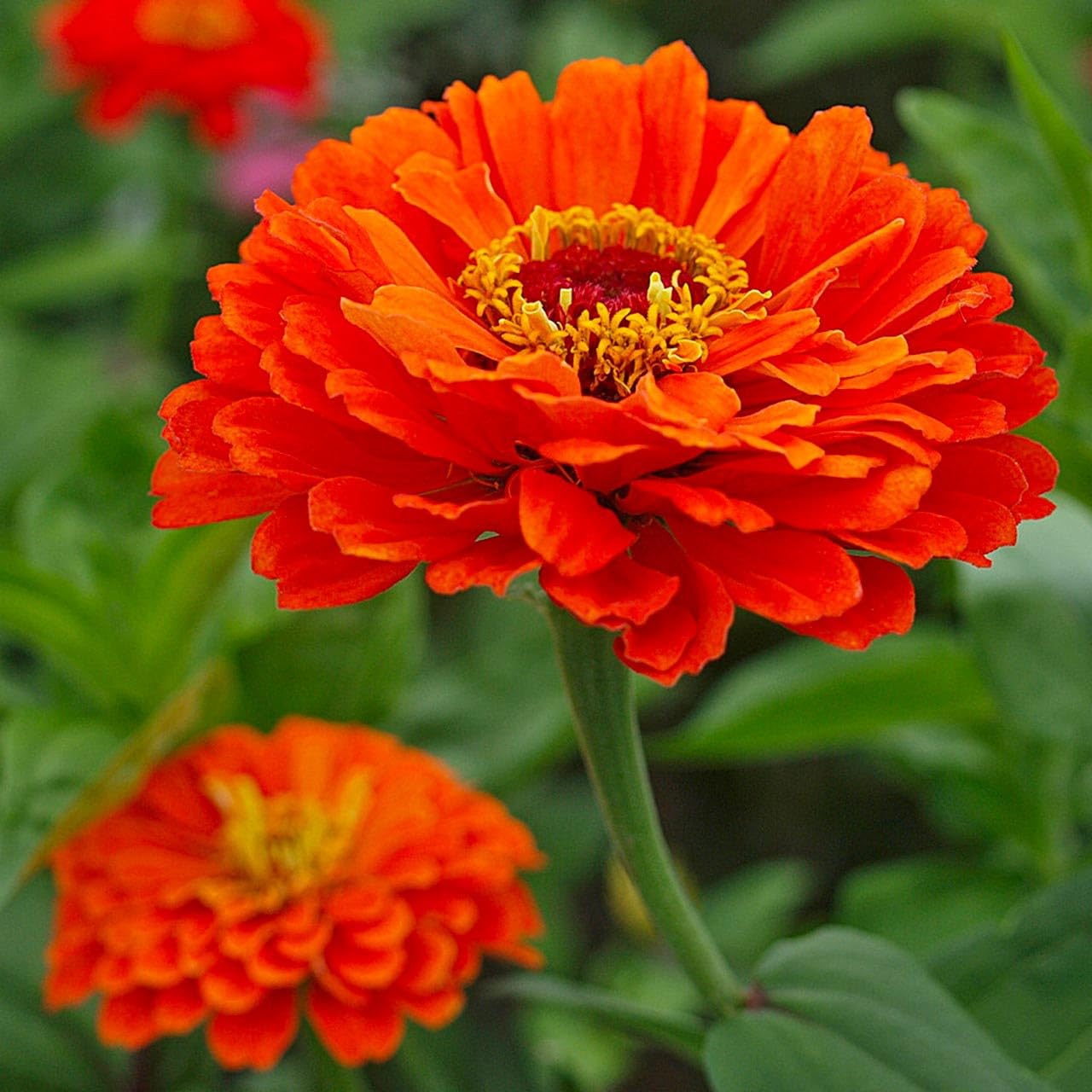 Orange Anthemoides Flower seeds for Planting - Colorful Display, Heirloom & GMO Free Seeds for Home Garden